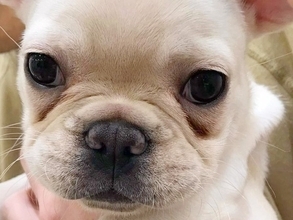 『ひどい涙やけで売れ残った犬』を飼った結果→治してあげようと奮闘し…まさかの『2年後の光景』が108万再生「諦めない気持ち」「幸せそう」