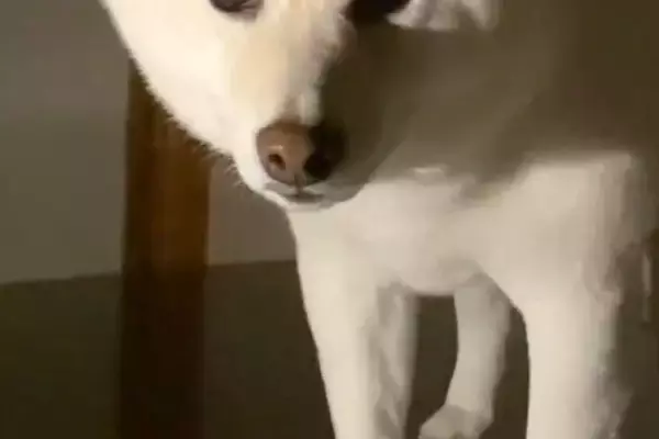 深夜の2時、物音がしたのでふと見てみたら犬が…思わず笑ってしまう『まさかの状況』が40万再生「表情たまらんｗｗ」「どうしてそうなった」