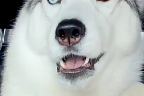 『車でお出かけ』と勘違いしている大型犬→行き先が『病院』と気付いた途端に…まさかの『表情と焦り方』に2万いいね「お喋りしてる」「声がｗ」