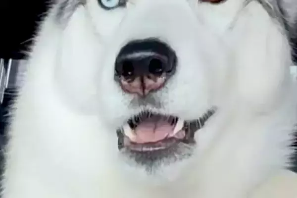 『車でお出かけ』と勘違いしている大型犬→行き先が『病院』と気付いた途端に…まさかの『表情と焦り方』に2万いいね「お喋りしてる」「声がｗ」