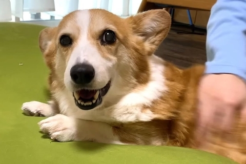大好きな兄に撫でられてご満悦な犬→撫でるのをやめ、ママに触ろうとした結果…想像を超える『ブチギレ』が17万再生「圧がｗ」「ムキ顔可愛い」