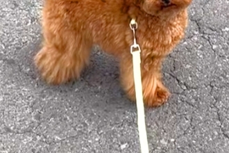 歩かなくなってしまった犬→抱っこしてほしくて『立ったまま眠ったフリ』をして…『まさかの表情』が13万再生「なんちゅー顔ｗ」「可愛すぎる」