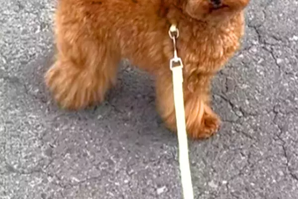歩かなくなってしまった犬→抱っこしてほしくて『立ったまま眠ったフリ』をして…『まさかの表情』が13万再生「なんちゅー顔ｗ」「可愛すぎる」