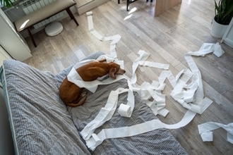 犬が『部屋を散らかす』3つの心理　繰り返しイタズラをしてしまう理由や対策まで