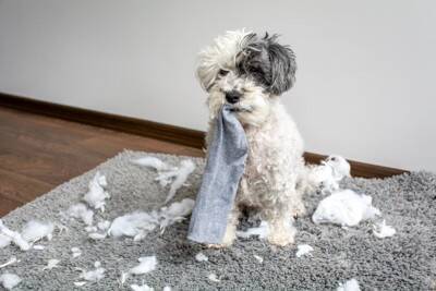 犬が『部屋を散らかす』3つの心理　繰り返しイタズラをしてしまう理由や対策まで