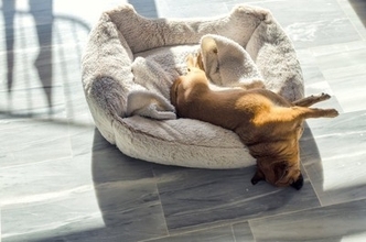犬が『熟睡』しているかどうかを判断する方法とは？愛犬が安眠できる環境づくりのコツまで