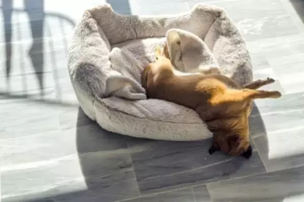 犬が『熟睡』しているかどうかを判断する方法とは？愛犬が安眠できる環境づくりのコツまで