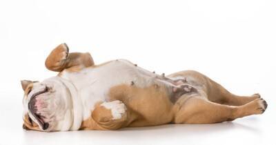 犬が『熟睡』しているかどうかを判断する方法とは？愛犬が安眠できる環境づくりのコツまで