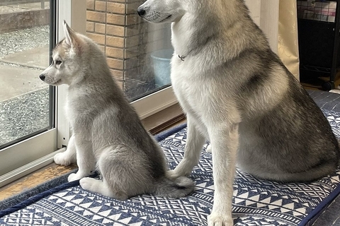 出かける父を『ピシッ』とお見送りするハスキー犬2匹→母の場合は…あからさまな『対応の差』が12万表示「ハッキリしすぎてて草」「笑ったｗ」