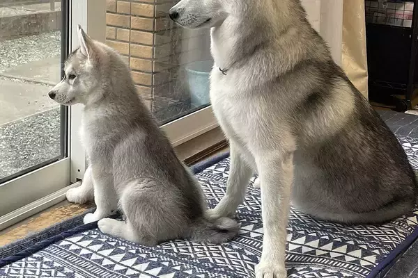 出かける父を『ピシッ』とお見送りするハスキー犬2匹→母の場合は…あからさまな『対応の差』が12万表示「ハッキリしすぎてて草」「笑ったｗ」