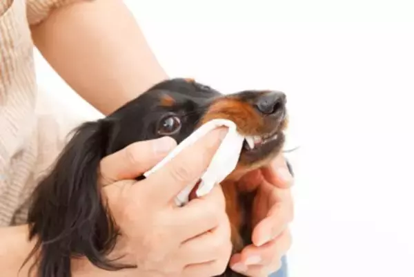 犬の『歯磨き』どのくらいの頻度がオススメ？やりすぎた場合の悪影響とは