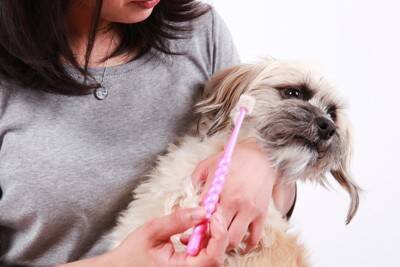 犬の『歯磨き』どのくらいの頻度がオススメ？やりすぎた場合の悪影響とは