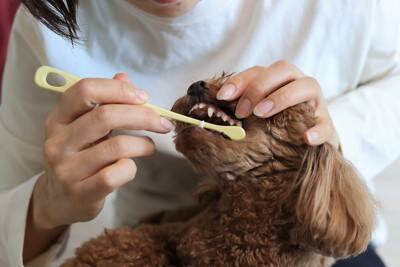 犬の『歯磨き』どのくらいの頻度がオススメ？やりすぎた場合の悪影響とは