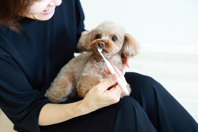 犬の『歯磨き』どのくらいの頻度がオススメ？やりすぎた場合の悪影響とは