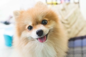 犬が『心を開きやすい人』の特徴5選　愛犬から信頼される飼い主の共通点とは？