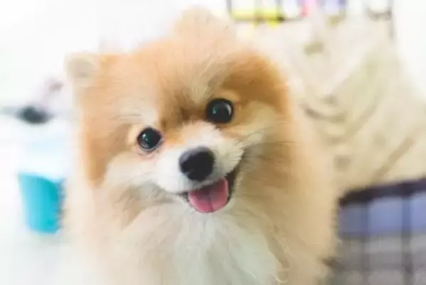 犬が『心を開きやすい人』の特徴5選　愛犬から信頼される飼い主の共通点とは？