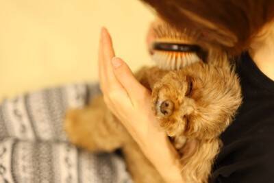 犬が『心を開きやすい人』の特徴5選　愛犬から信頼される飼い主の共通点とは？