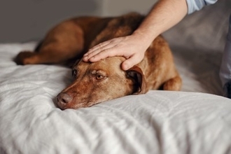 犬にも起こる『ペットロス』の症状とは？飼い主にできるケア方法までご紹介