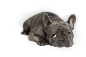 犬が飼い主に『許してほしい』と思っていること5選　意外と知らない愛犬の本音とは？