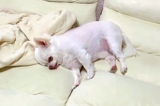 『散歩行こうか』と犬に声をかけた結果→寝たふりをするので、そのままハーネスをつけると…まさかの光景が22万再生「絶対人間入ってるｗ」