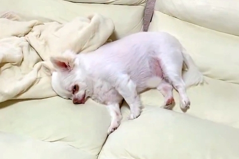 『散歩行こうか』と犬に声をかけた結果→寝たふりをするので、そのままハーネスをつけると…まさかの光景が22万再生「絶対人間入ってるｗ」