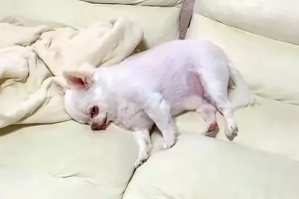 『散歩行こうか』と犬に声をかけた結果→寝たふりをするので、そのままハーネスをつけると…まさかの光景が22万再生「絶対人間入ってるｗ」