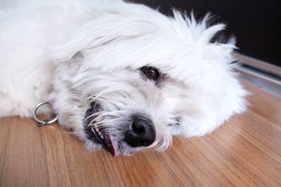 犬の『震えが止まらない』原因5つ　寒いだけじゃない？病気の可能性まで解説