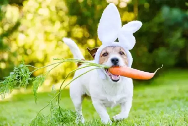 犬に『にんじん』を食べさせる時のNG行為4選　一日に与えてもいい分量まで