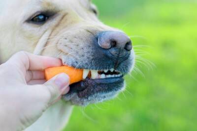 犬に『にんじん』を食べさせる時のNG行為4選　一日に与えてもいい分量まで