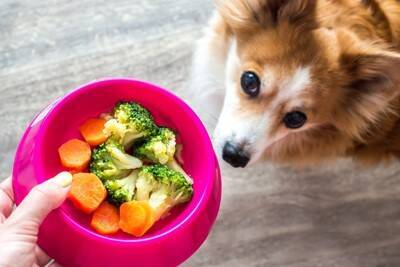 犬に『にんじん』を食べさせる時のNG行為4選　一日に与えてもいい分量まで