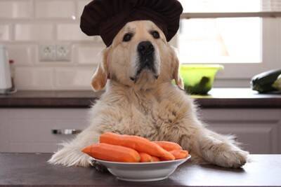 犬に『にんじん』を食べさせる時のNG行為4選　一日に与えてもいい分量まで
