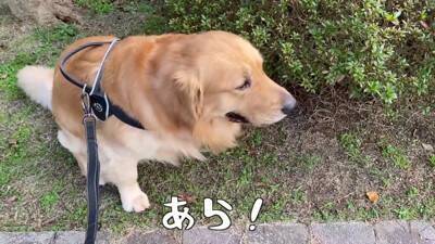大型犬が『またお留守番か』と思っていたら…『お出かけと分かった瞬間の反応』がまさか過ぎると61万再生「そわそわｗ」「言葉分かってる？」
