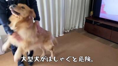 大型犬が『またお留守番か』と思っていたら…『お出かけと分かった瞬間の反応』がまさか過ぎると61万再生「そわそわｗ」「言葉分かってる？」