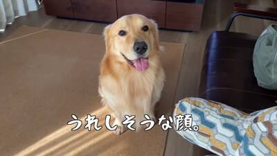 大型犬が『またお留守番か』と思っていたら…『お出かけと分かった瞬間の反応』がまさか過ぎると61万再生「そわそわｗ」「言葉分かってる？」