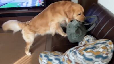 大型犬が『またお留守番か』と思っていたら…『お出かけと分かった瞬間の反応』がまさか過ぎると61万再生「そわそわｗ」「言葉分かってる？」