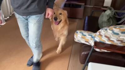 大型犬が『またお留守番か』と思っていたら…『お出かけと分かった瞬間の反応』がまさか過ぎると61万再生「そわそわｗ」「言葉分かってる？」