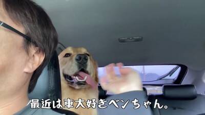 大型犬が『またお留守番か』と思っていたら…『お出かけと分かった瞬間の反応』がまさか過ぎると61万再生「そわそわｗ」「言葉分かってる？」