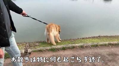 大型犬が『またお留守番か』と思っていたら…『お出かけと分かった瞬間の反応』がまさか過ぎると61万再生「そわそわｗ」「言葉分かってる？」