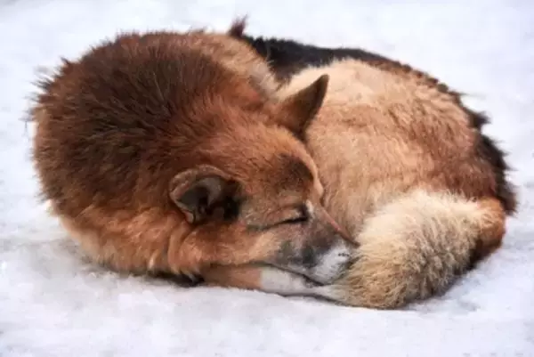 犬の『しっぽ』が持っている役割4つ　意外と知らない働きから感情サインの見分け方まで