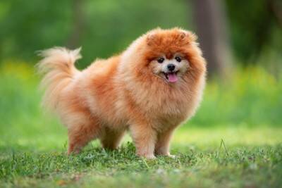 犬の『しっぽ』が持っている役割4つ　意外と知らない働きから感情サインの見分け方まで