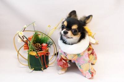 年末年始に犬と過ごすときに気をつけるべきこと5つ　考えられるトラブルとは？