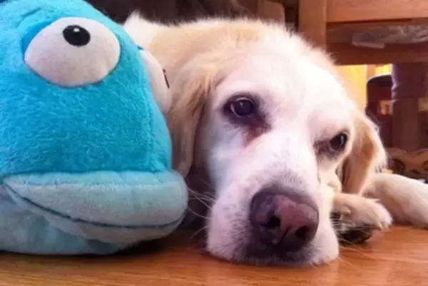 犬が『ふて寝』をする理由4つ　拗ねたような様子をみせる心理や気分転換させる方法まで