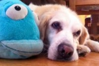 犬が『ふて寝』をする理由4つ　拗ねたような様子をみせる心理や気分転換させる方法まで