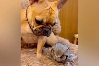 友人宅のフクロウに会った犬→じっと動かないのを心配して…種族を超えた『母性あふれる光景』が15万再生「仲良くなれるんだ」「優しい子」