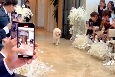 ぶっつけ本番で『結婚式のリングドッグ』を任された大型犬→新郎に向かって…思いもよらない『まさかの事件』が話題「襲ってるｗ」「可愛さ全開」