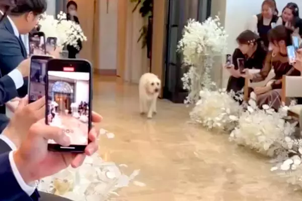 ぶっつけ本番で『結婚式のリングドッグ』を任された大型犬→新郎に向かって…思いもよらない『まさかの事件』が話題「襲ってるｗ」「可愛さ全開」