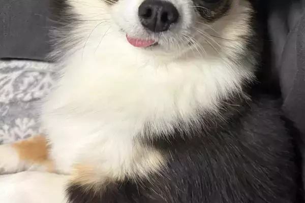 WEB会議中に詰められていた女性→犬が隣に来て…『心を救われた光景』が114万表示の反響「これだけで頑張れる」「舌出てるのも良い」と反響