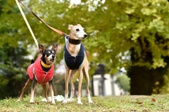 『洋服を着せたほうがいい犬種』５選　服が必要なワンコの共通点とは？