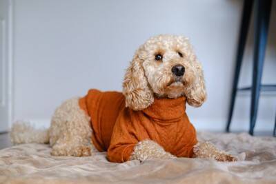 『洋服を着せたほうがいい犬種』５選　服が必要なワンコの共通点とは？