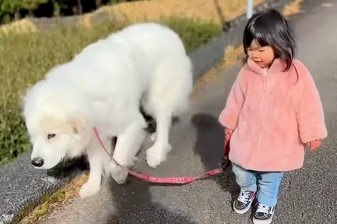 2歳の女の子が『自分より5倍も大きな超大型犬』を散歩させた結果→リアルもののけ姫…？『余裕でこなしてしまう光景』に57万再生の反響